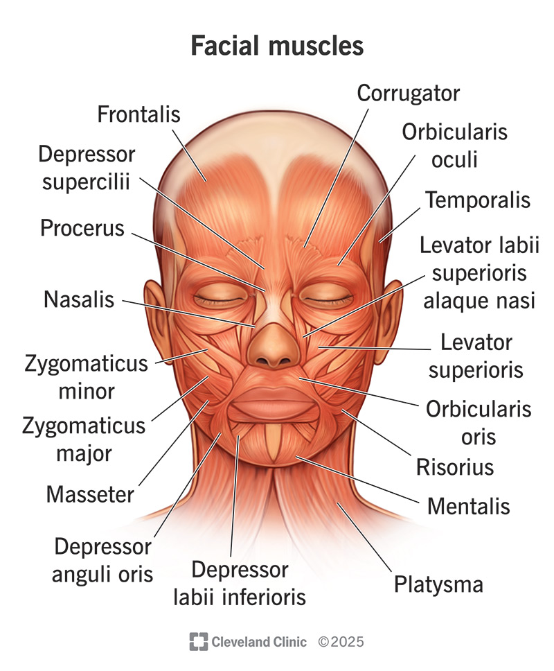 Diagram of facial muscles, including orbicularis oris, zygomaticus major and minor, buccinator, mentalis, risorius, depressor anguli oris, and platysma